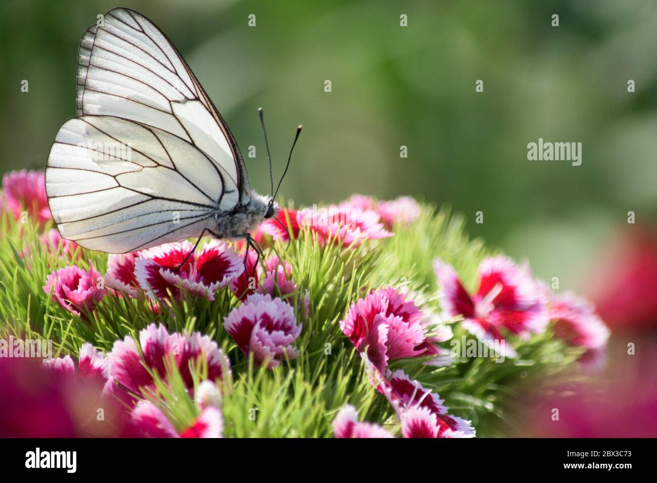 Weißer attraktiver Schmetterling in einem Blumengarten- Aporia crataegi Stockfoto
