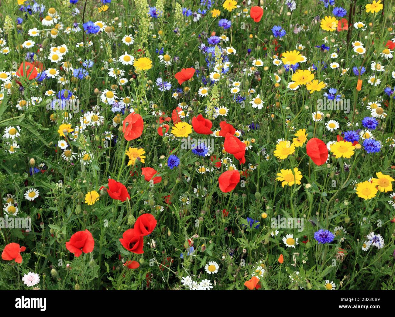 Wildblume, Bordüre, Garten, Mohn, Gänseblümchen, Kornblume, Feldmohn, Gänseblümchen, Kornblumen, bunt Stockfoto