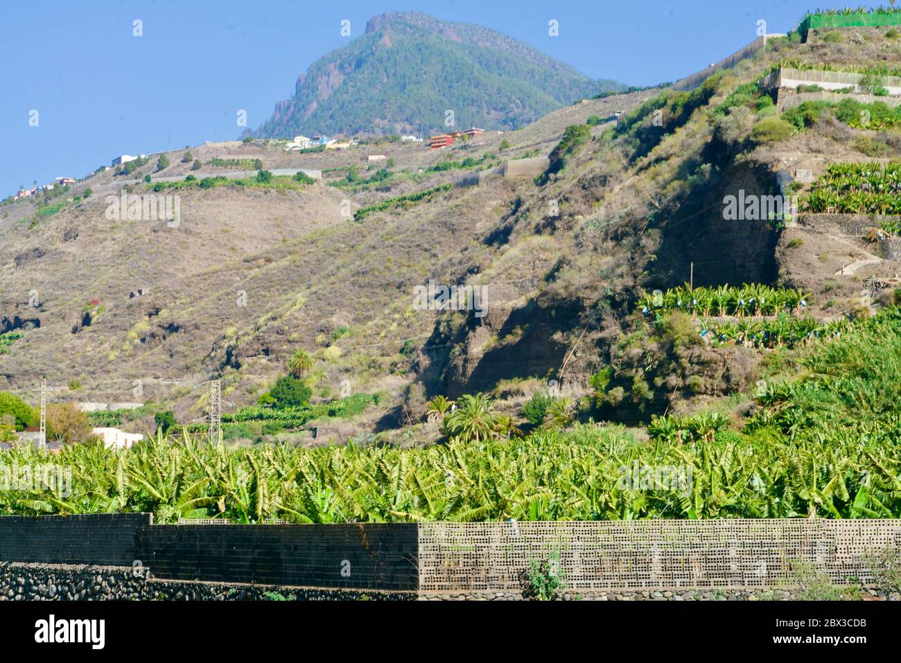 Bananenplantage auf La Palma Stockfoto