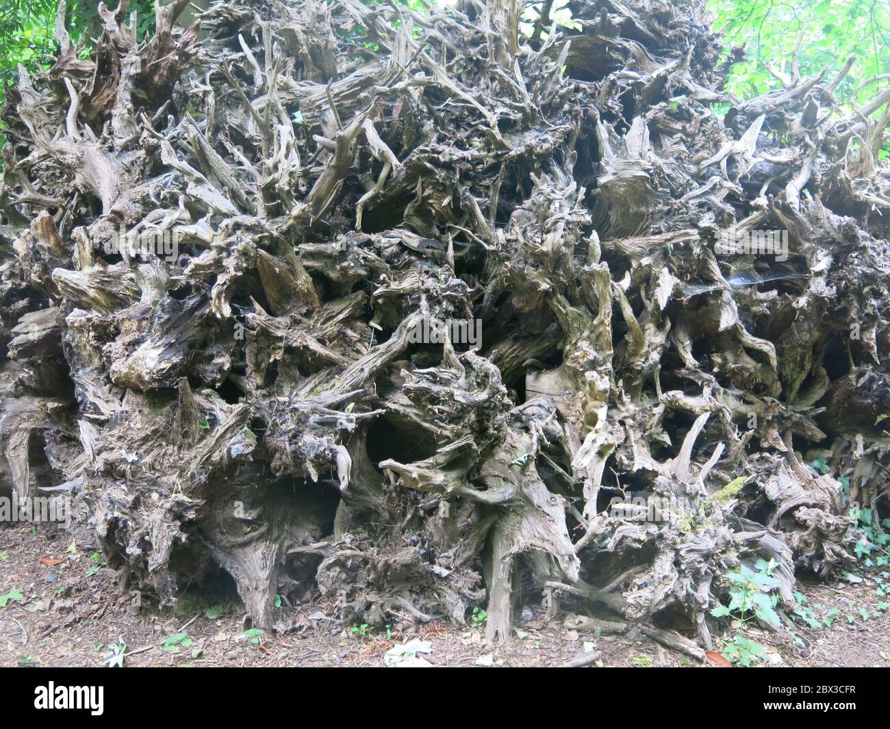 Ein Haufen von gehackten Baumstämmen und altem Holz ist ein perfekter, umweltfreundlicher Lebensraum für Insekten und Wildtiere. Stockfoto