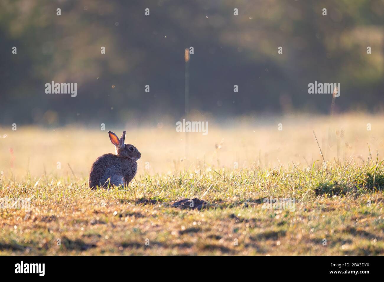 Kaninchen genießen die niedrige Morgensonne im späten Frühjahr. Stockfoto