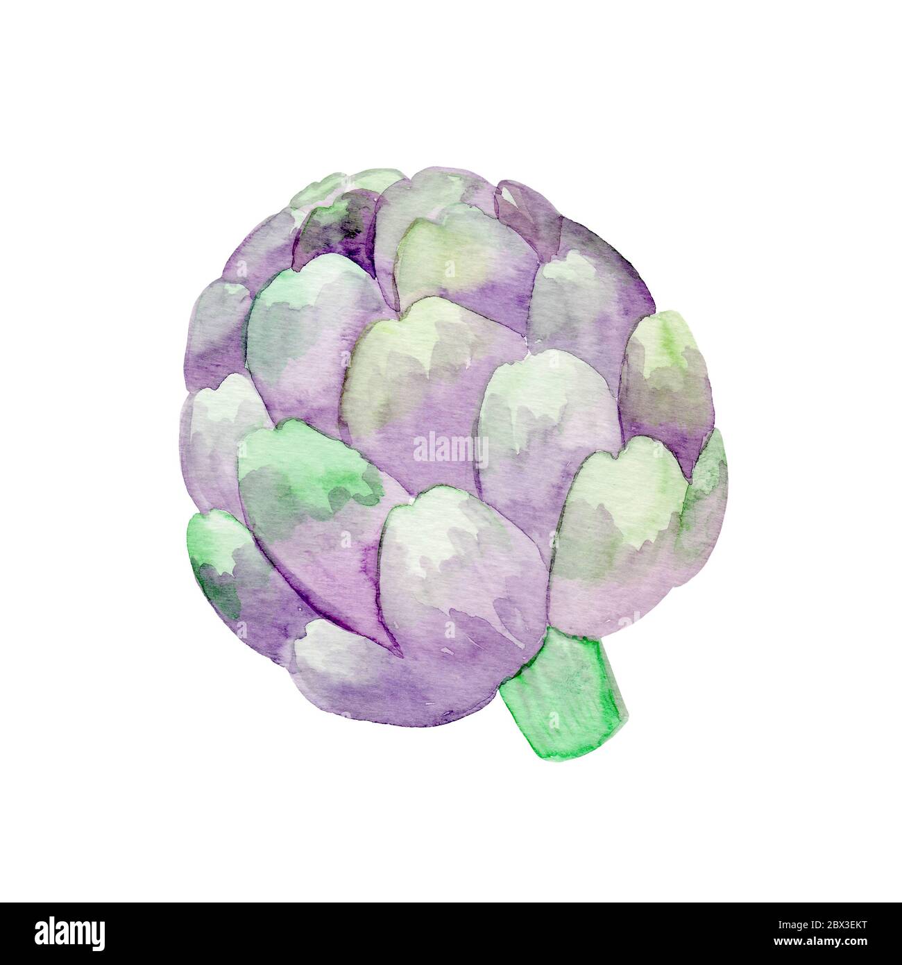 Artischocke auf weißem Hintergrund. Handgezeichnete Illustration. Aquarelldarstellung. Isoliert auf weißem Hintergrund. Stockfoto