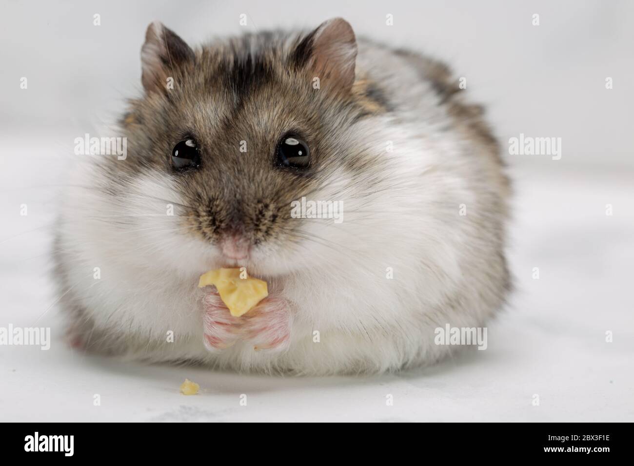 Hamster auf dem grauen Hintergrund. Stockfoto