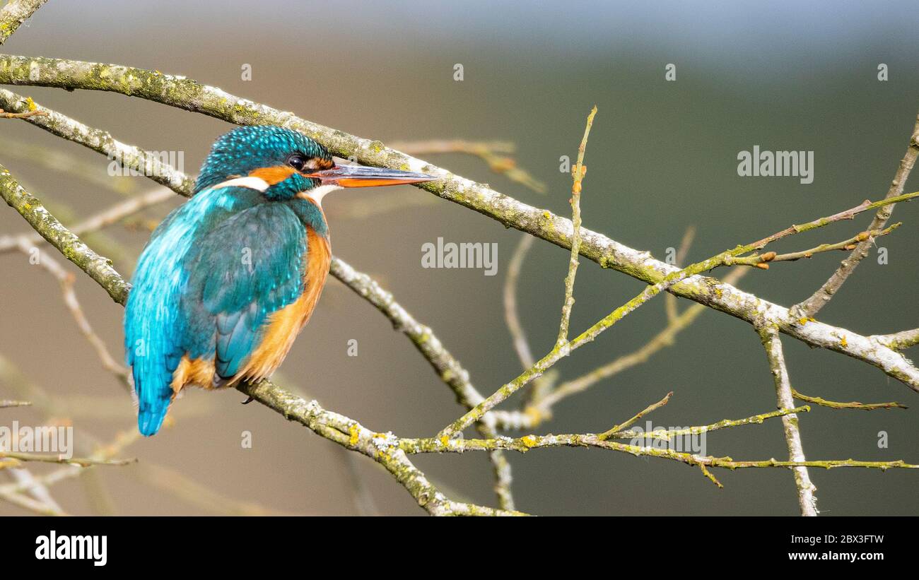 Eisvogel-Weibchen thront auf einem Zweig in Suffolk England Stockfoto