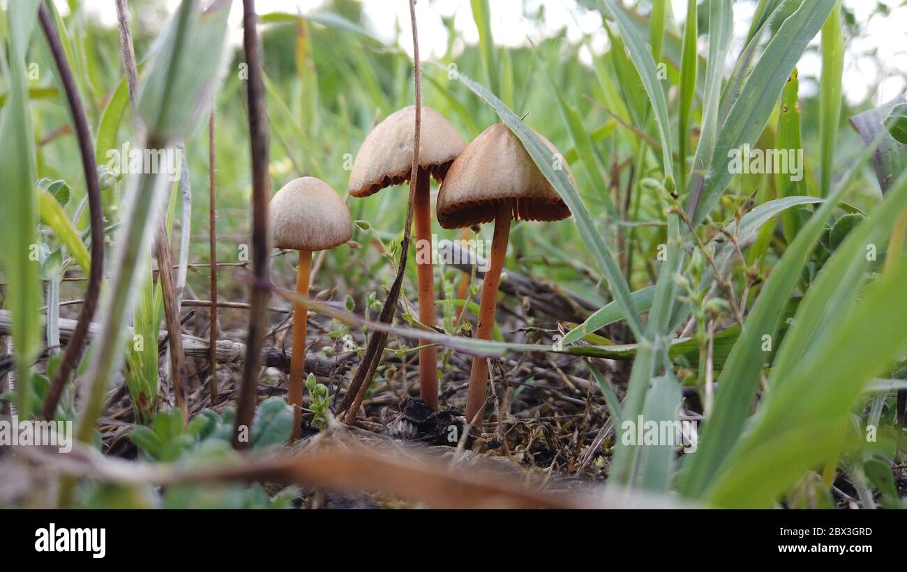 3 Pilze in freier Wildbahn im Gras Stockfoto