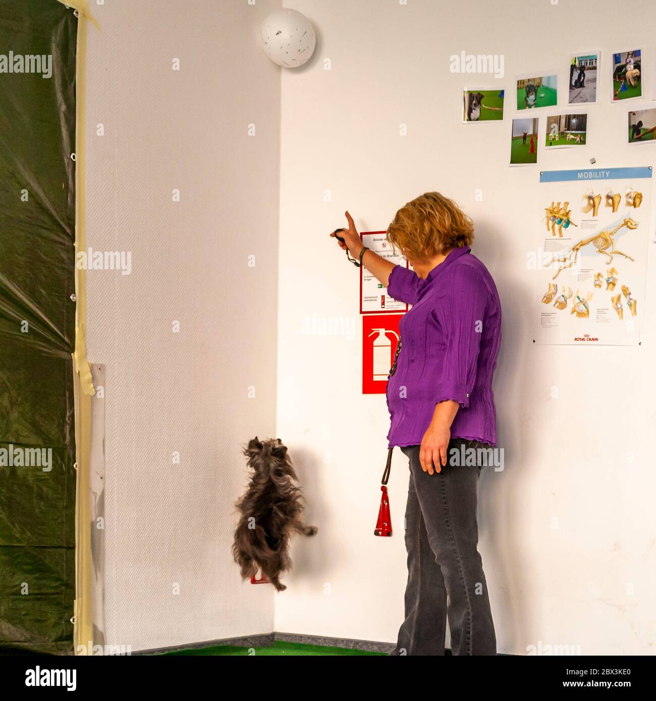 Der Hund meldet Schimmel in großer Höhe bei der Untersuchung von Mold Detection Dogs in Dortmund, Deutschland Stockfoto