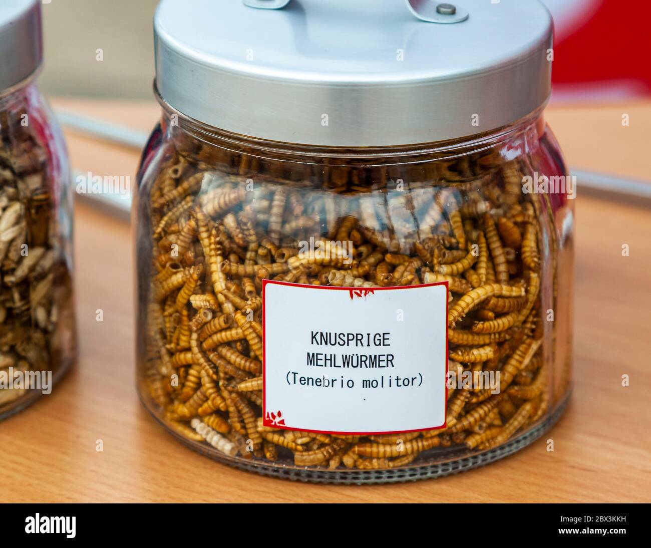 Knusprige Mehlwürmer (Tenebrio molitor) im Glas. Feinkostgeschäft aus Insekten in Köln, Deutschland Stockfoto