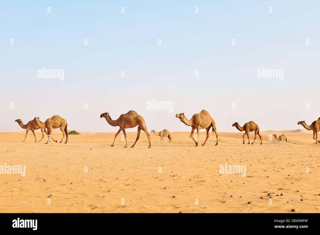 Eine Herde arabischer Kamele durchquert die heiße Wüste. Al Dahna Wüste, Riad, Saudi Arabien Stockfoto