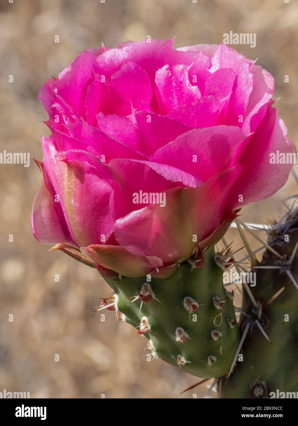 Prickly Pear Blossom, Main Canyon Trail, Little Book Cliffs Wild Horse Range, Little Book Cliffs Wilderness Study Area in der Nähe von Palisade, Colorado. Stockfoto