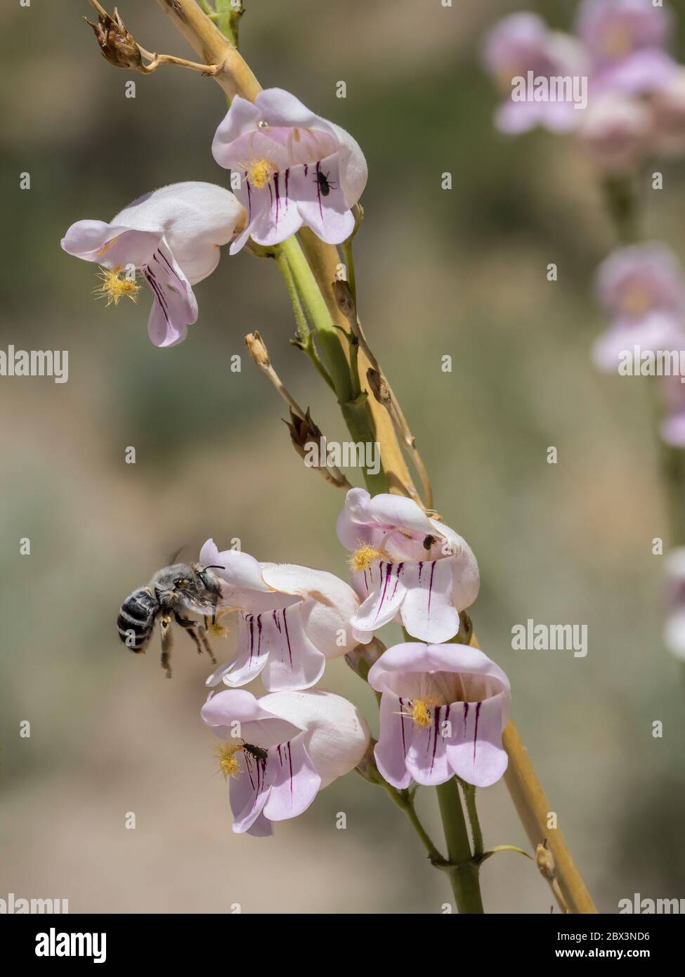 Bienenfeste auf einer Palmer's Penstemon (Penstemon palmeri) Blüte, Little Book Cliffs Wild Horse Range in der Nähe von Palisade, Colorado. Stockfoto