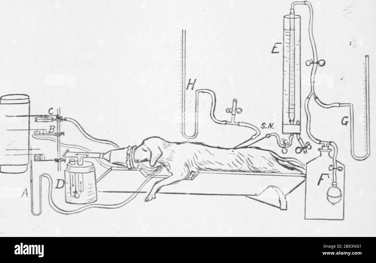 Illustration aus der Publikation 'Archives of Internal Medicine, Volume X' der American Medical Association, in der ein Hund mit einem Gerät verbunden ist, der in einem Experiment zur Messung der Wirkung intraspinaler Injektionen von Ringer's Solution, 1908, verwendet wurde. Courtesy Internet Archive. () Stockfoto