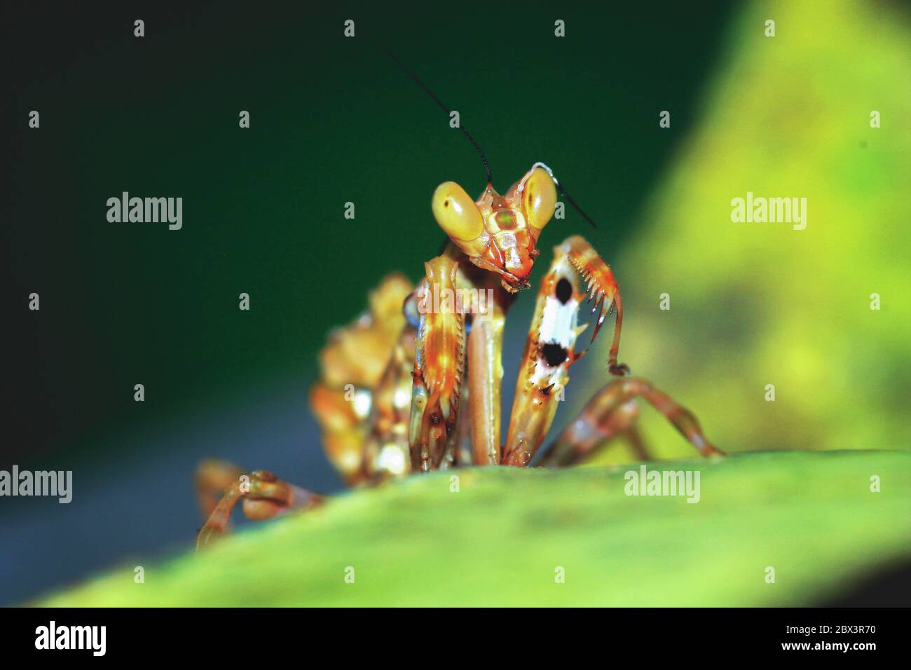 Grasshopper, Frühling Natur grüne Tiere, Garut West Java Indonesisch Stockfoto