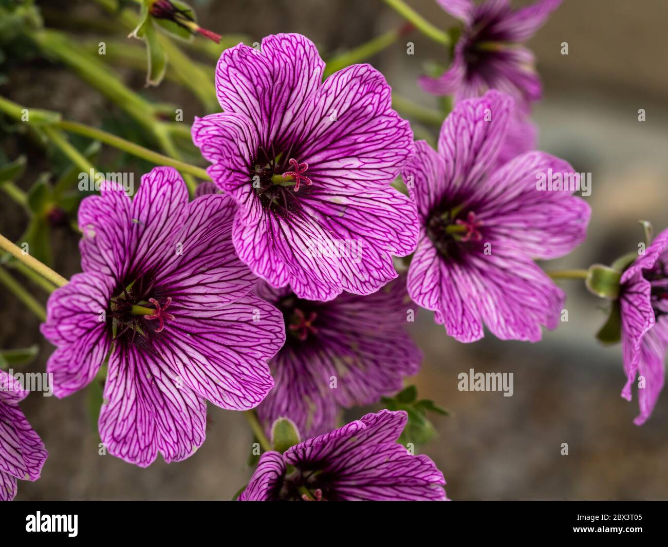 Schöne leuchtend rosa und lila Cranesbill Geranie Blumen, Sorte Laurence flatman Stockfoto