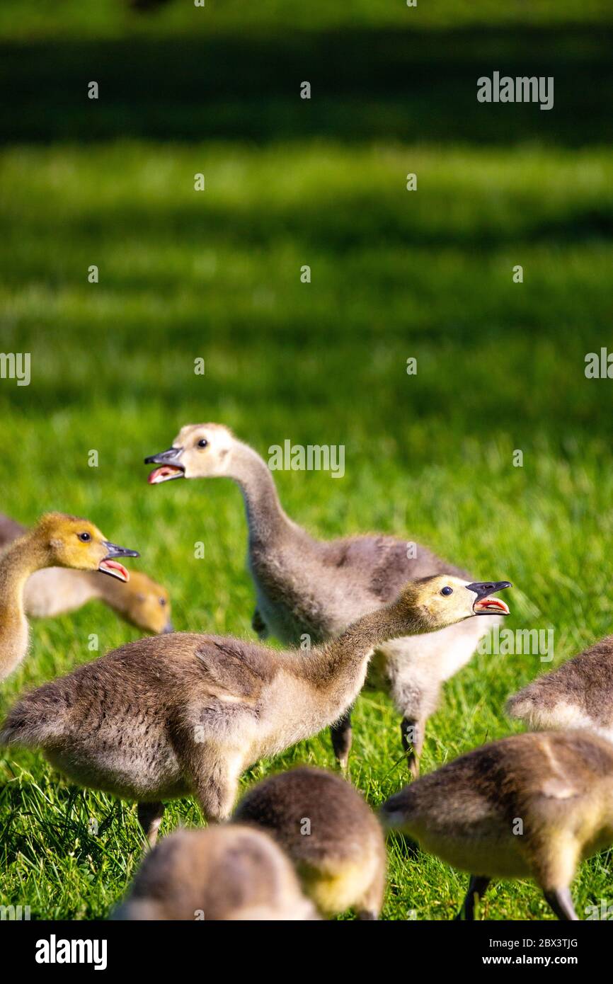 Kanadagans (Branta canadensis) Gänse, die im Frühling mit ihren Zungen sprechen, senkrecht Stockfoto