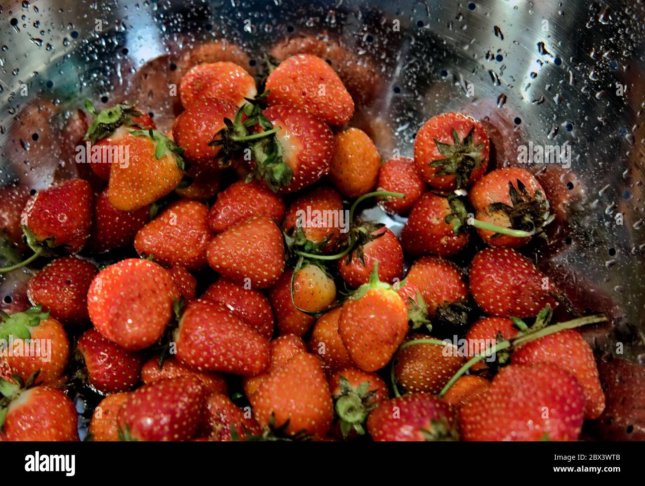 Frische Erdbeeren aus der lokalen CSA (Community Supported Agriculture), die von einer lokalen Delaware Farm bereitgestellt werden. Stockfoto