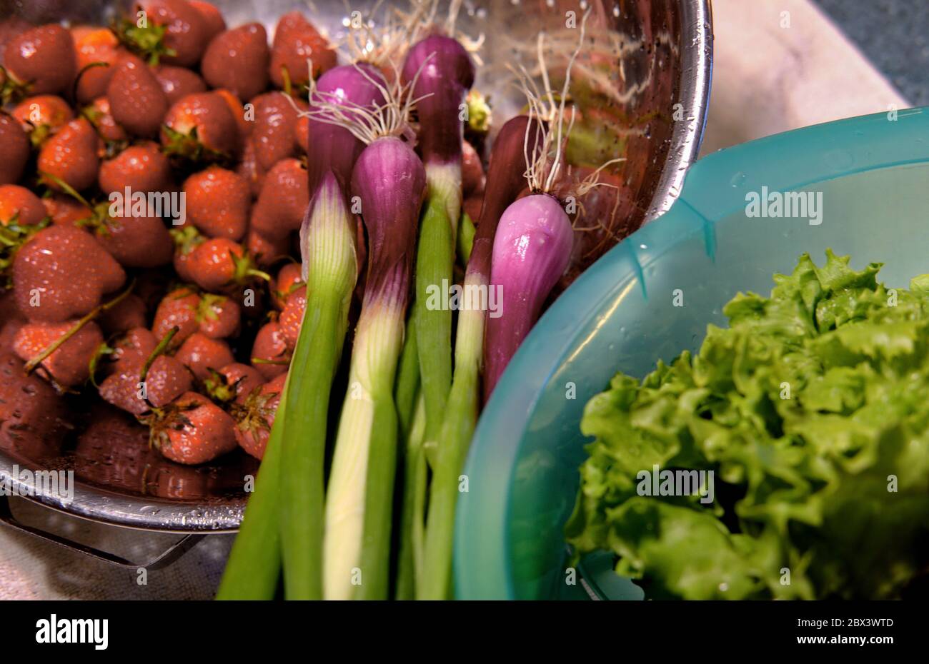 Frische Erdbeeren, rot-grüner BIBB-Salat und rote Frühlingszwiebeln von einem lokalen Delaware CSA-Betrieb (Community Supported Agriculture). Stockfoto