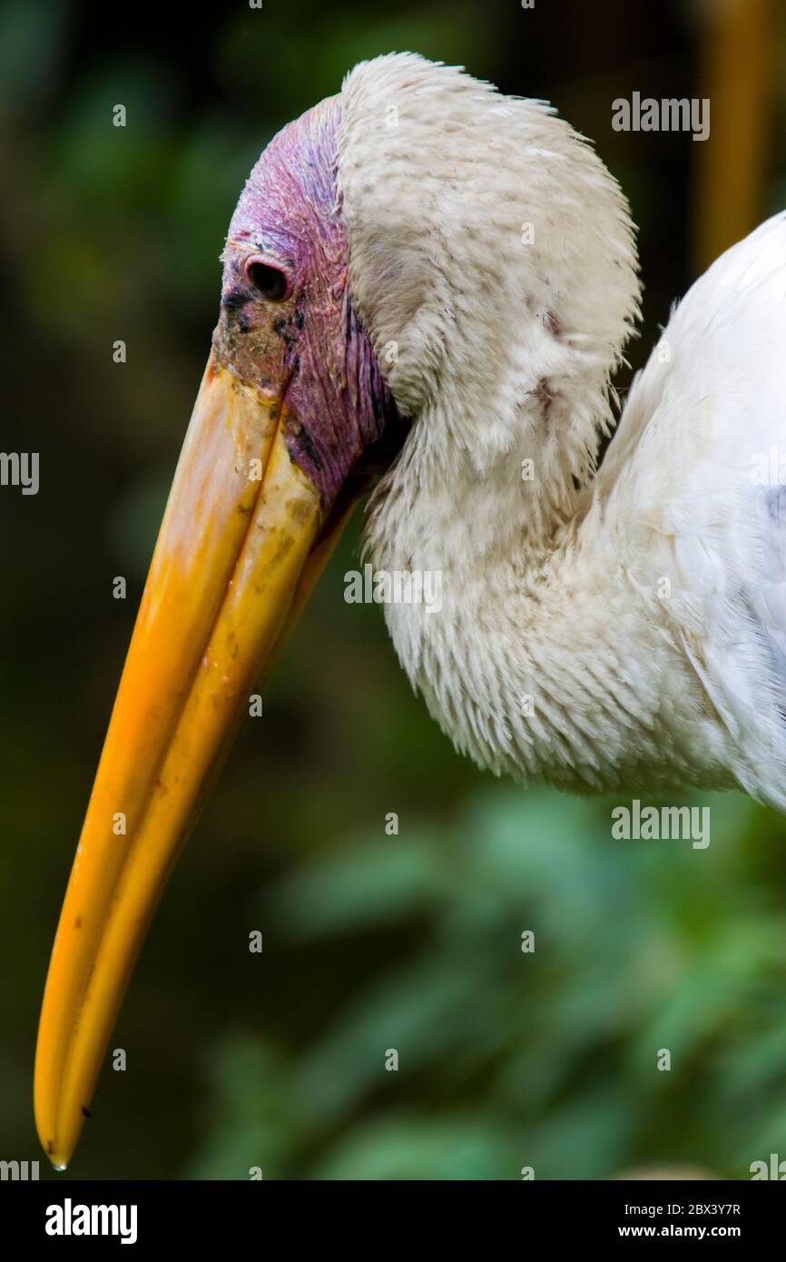 Das Nahaufnahme-Bild von Milchstorch(Mycteria cinerea) EINE mittelgrosse, fast vollständig weiß gefiederte Storchart, die vorwiegend in Küstenmangroven zu finden ist Stockfoto