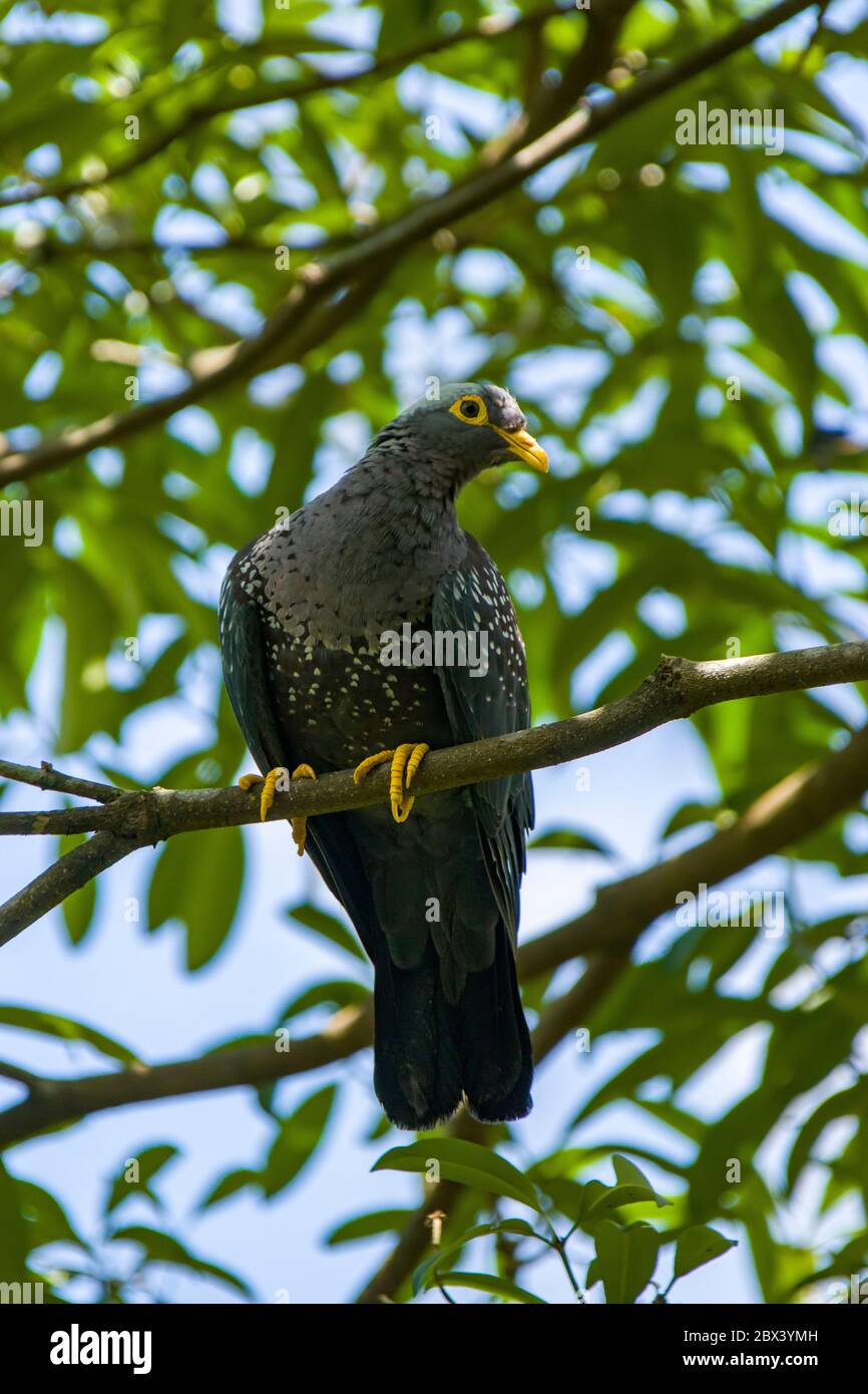 Das Nahaufnahme Bild der afrikanischen Olive Pigeon (Columba arquatrix). Es ist eine Taube, die ein Wohnsitz Brutvogel in viel von Ost-und Süd-Afrika ist Stockfoto