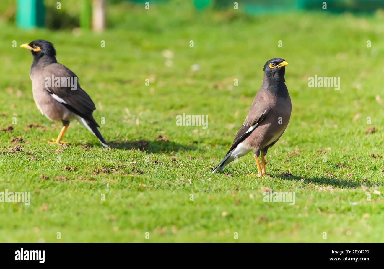 Myna Vögel, auf Gras, Sonnenstrahlen, Park Stockfoto
