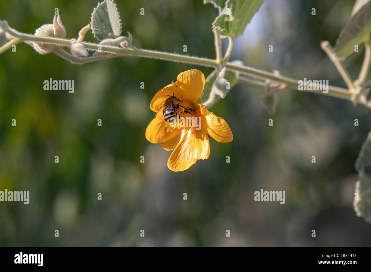 Bienen fliegen um die Blüte und nehmen Nektar und Pollen Stockfoto