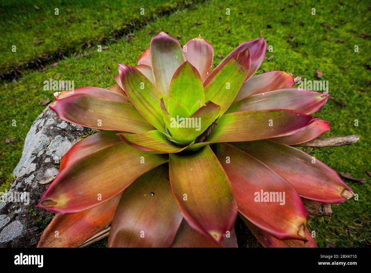 Große Bromeliade Pflanze im Garten des Hotel Dos Rios, Volcan, Provinz Chiriqui, Republik Panama. Stockfoto