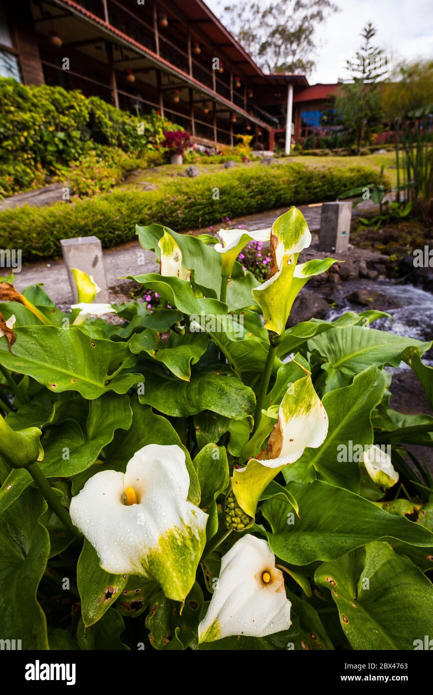 Schöne Blumen im Garten des Hotel Dos Rios, Volcan, Provinz Chiriqui, Republik Panama. Stockfoto