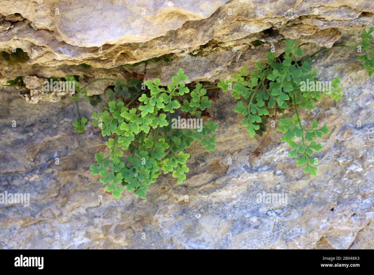 Asplium ruta-muraria, Wall-Rue. Wilde Pflanze im Frühjahr erschossen. Stockfoto