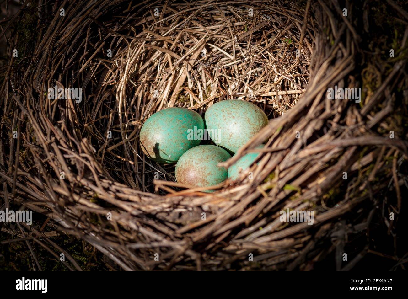 Vogeleier sicher im nest Stockfotos und bilder Kaufen Alamy