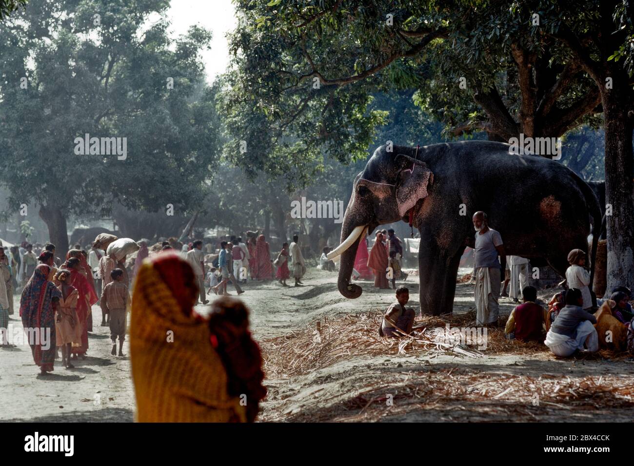 02 Mär 2020 Elefant zu verkaufen in Sonepur Rindermesse oder Sonpur Mela in der Nähe von Patna Bihar Indien Stockfoto