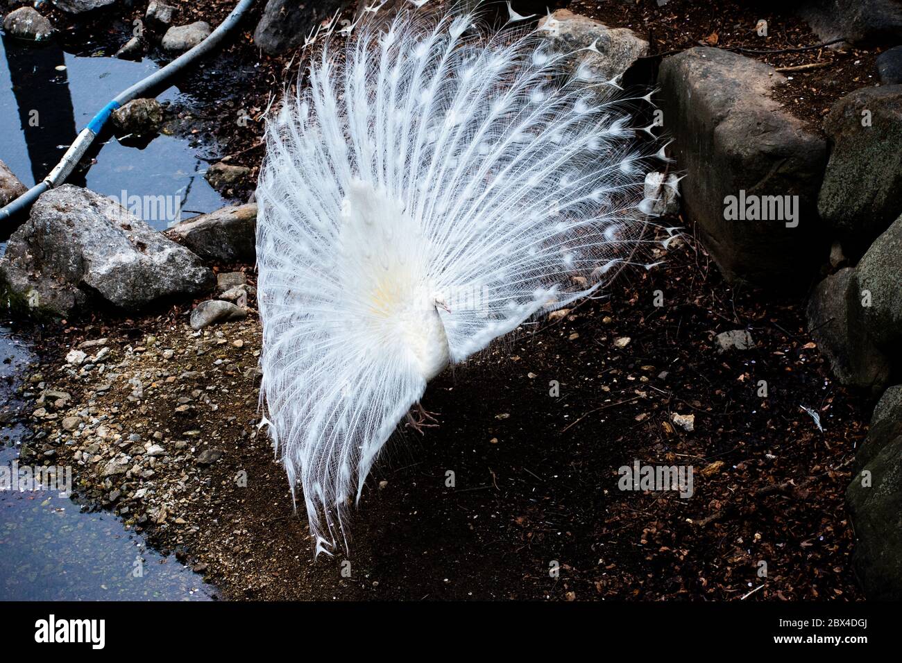 Über einem weißen Pfau mit seinen Federn Stockfoto