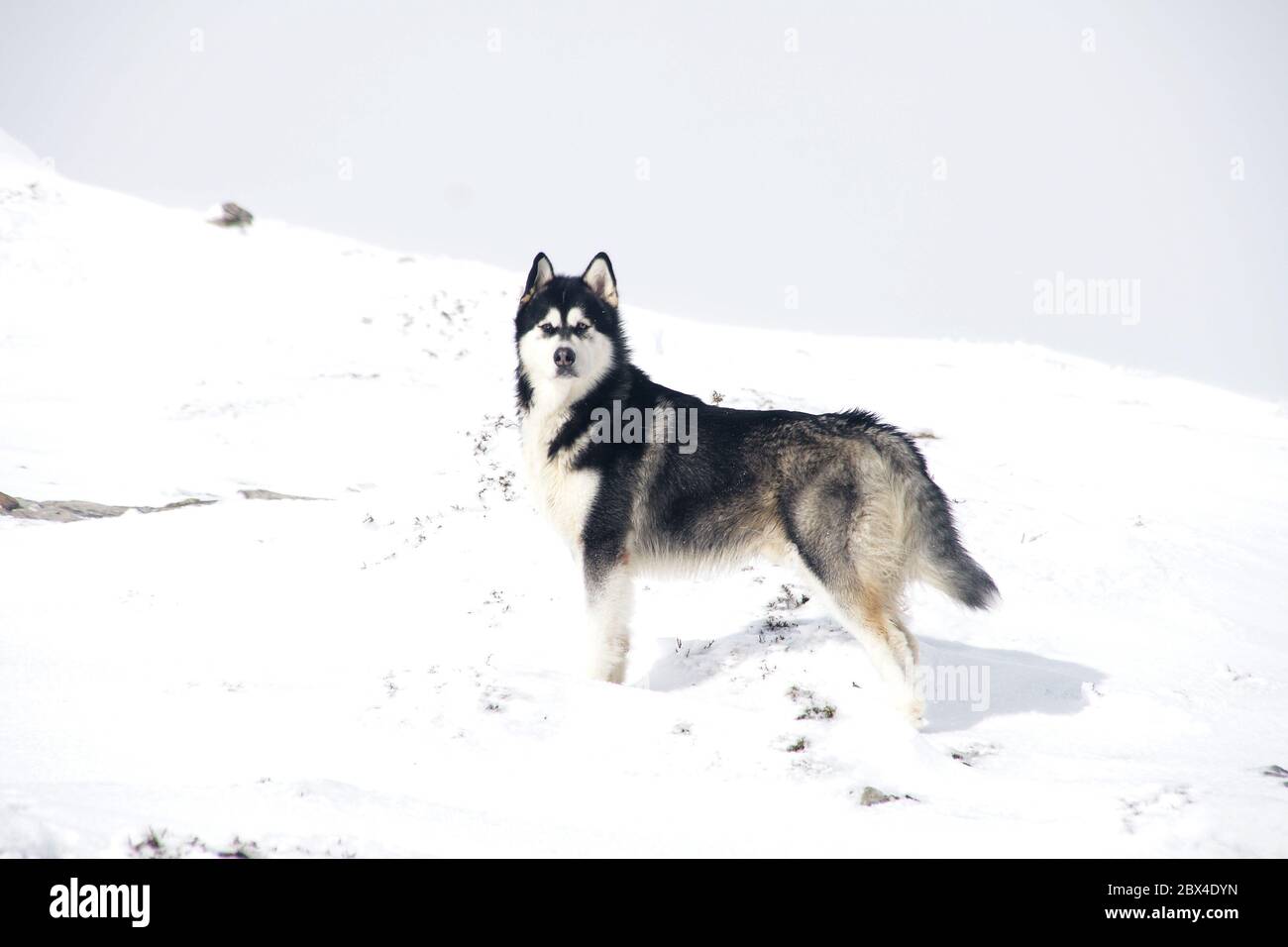 Schöne Alaskan Malamute in einer nebligen und verschneite Umgebung Stockfoto