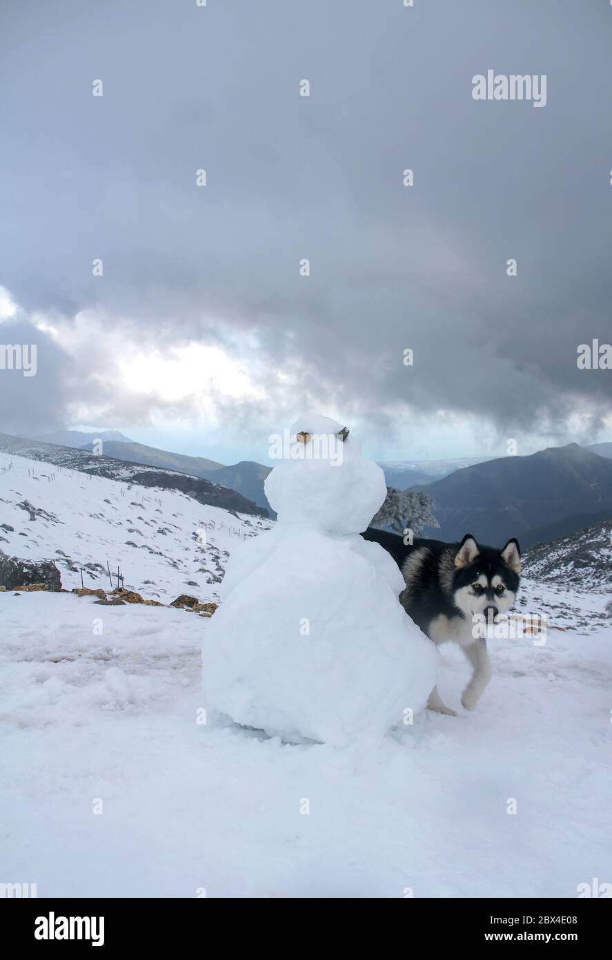 Schöne Alaskan Malamute in einer nebligen und verschneite Umgebung Stockfoto