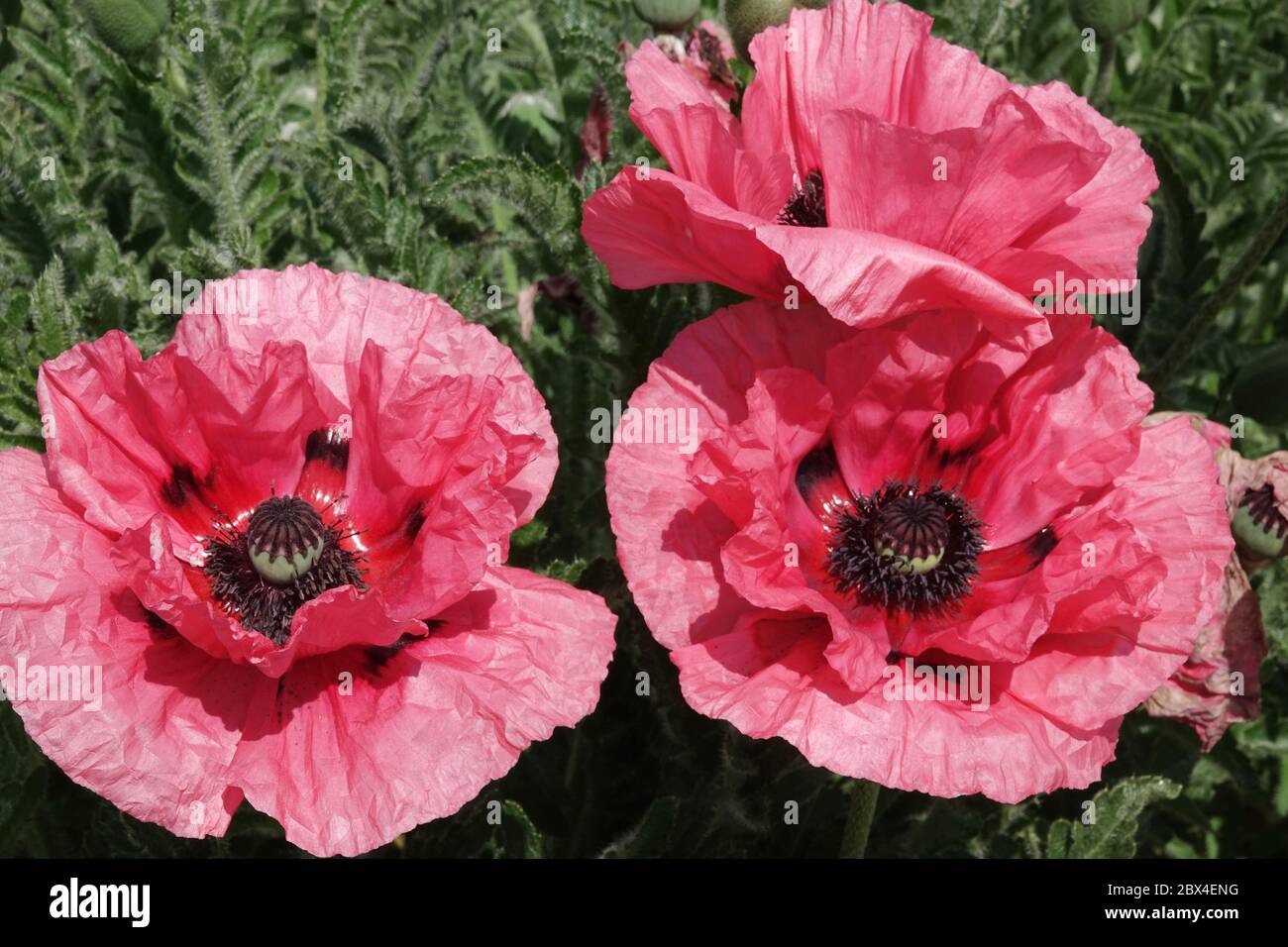 Rosa Oriental Poppy Papaver orientale 'Wassermelone' Stockfoto