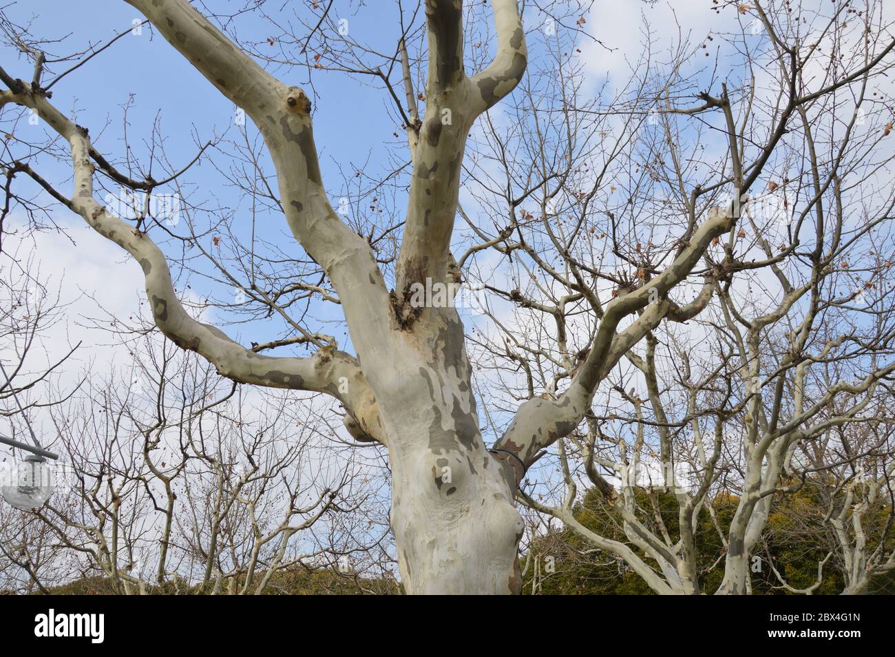 kahler Baum gegen den leicht bewölkten blauen Himmel im Winter Stockfoto