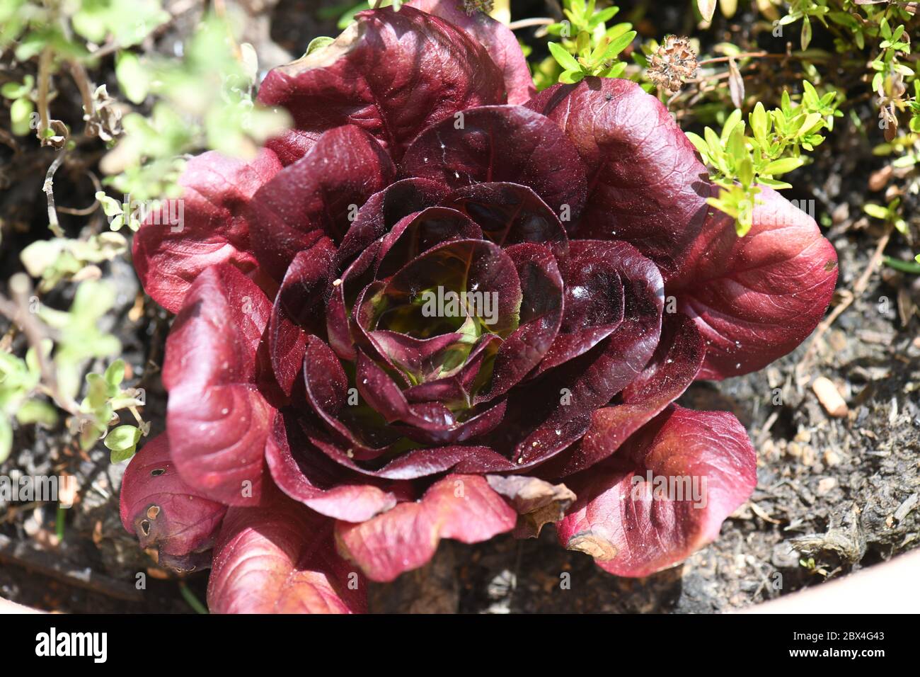 Roter butterkopfsalat -Fotos und -Bildmaterial in hoher Auflösung – Alamy