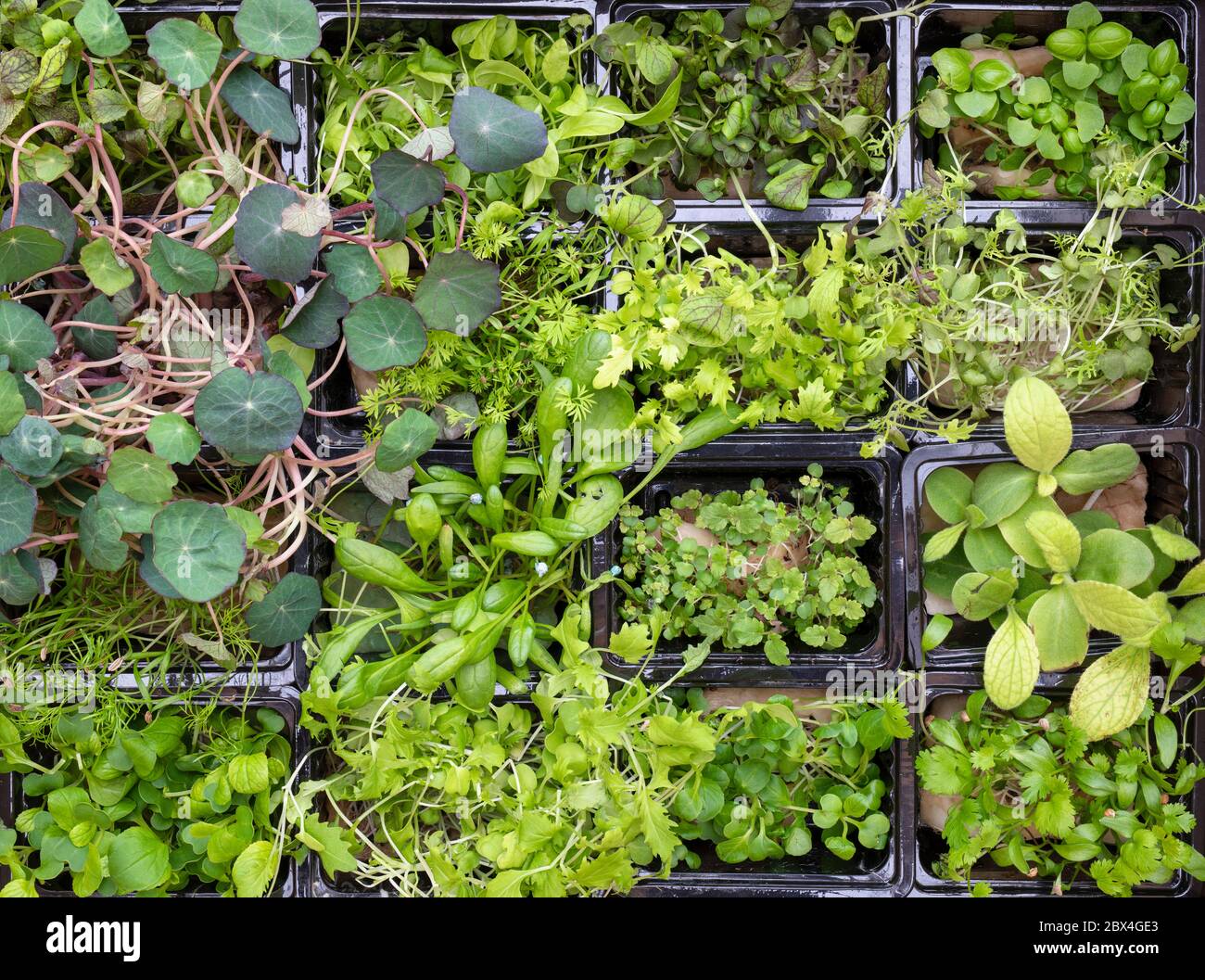 Microgreens. Hydroponisch angebaute Kräuter, Salate und essbare Blumen. Stockfoto