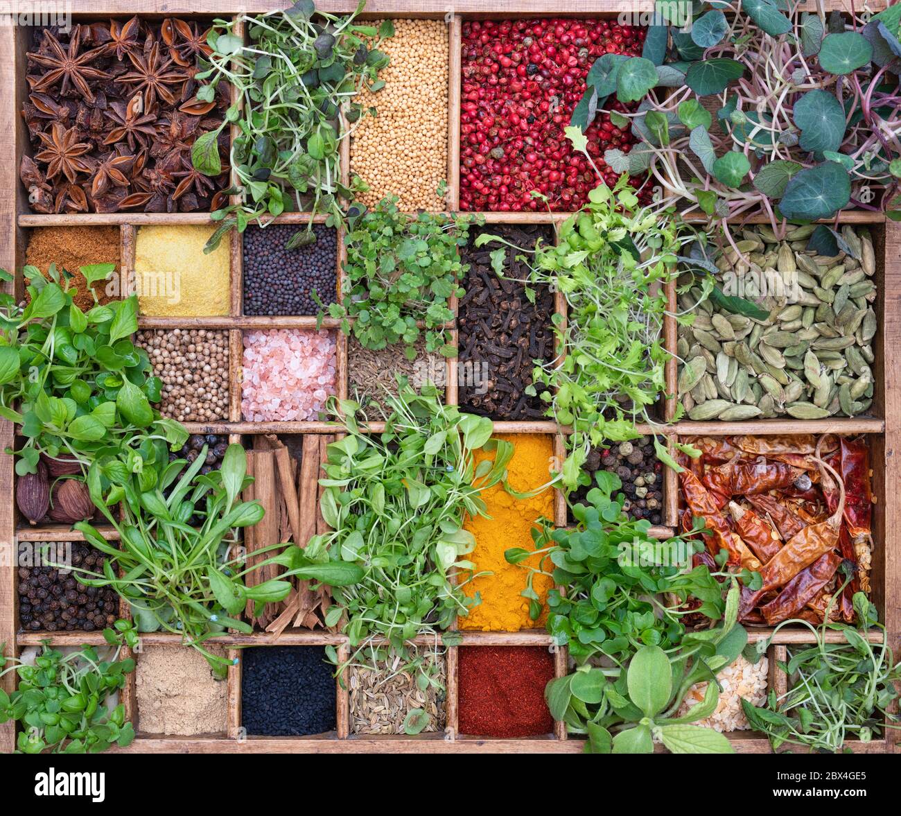 Microgreens und Gewürze. Hydroponisch angebaute Kräuter, Salate und essbare Blumen und verschiedene Gewürze in einem Holztablett Stockfoto