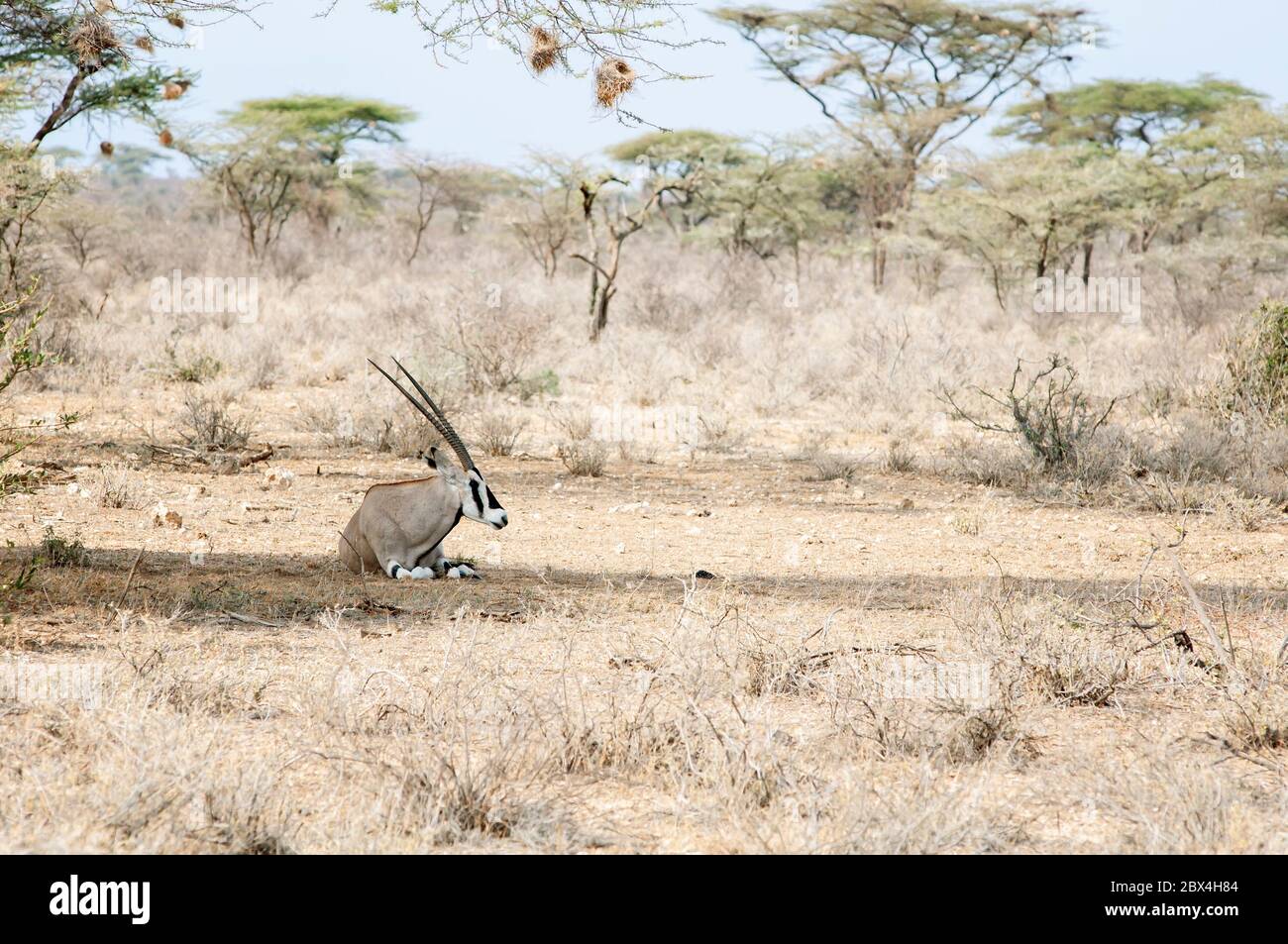 Ostafrikanischer Oryx, Oryx beisa, Ruhestätte im Samburu National Reserve. Kenia. Afrika. Stockfoto