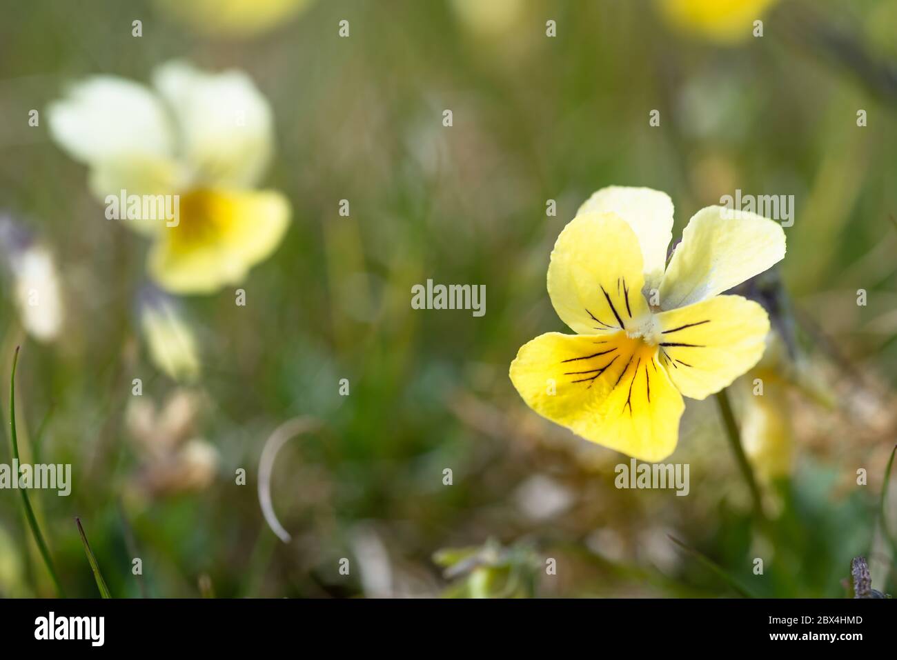 Viola lutea, Bergpansie im Grasland Stockfoto