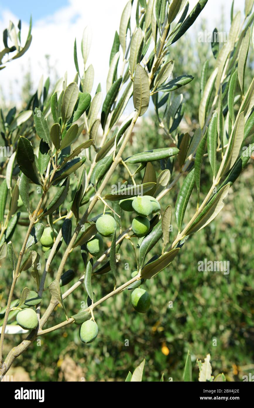 Olivenbume in einem Olivenhain in der Region Split-Dalmatien in Kroatien  Stockfotografie - Alamy