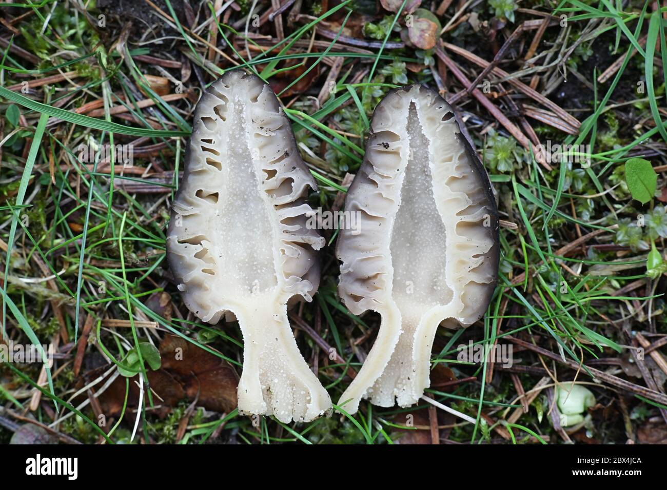 Morchella elata, der schwarze Morel, offen geteilt, um innere Struktur zu zeigen, Stockfoto