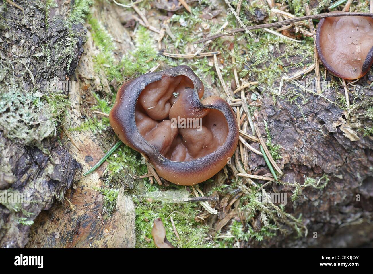 Discina perlata, bekannt als Schweineohren, wilder Pilz aus Finnland Stockfoto