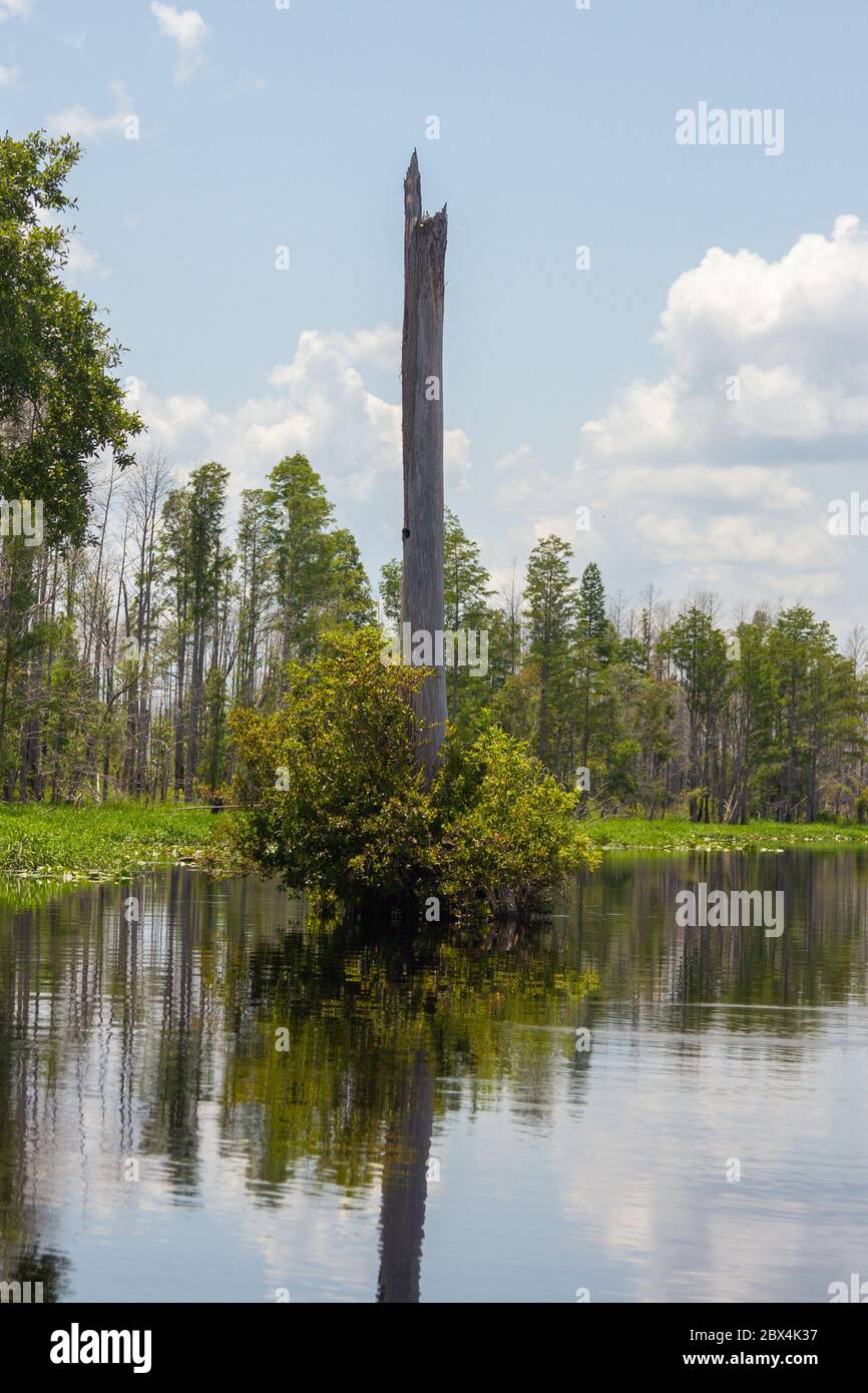 Okefenokee Swamp, Charlton County, Georgia, USA Stockfoto