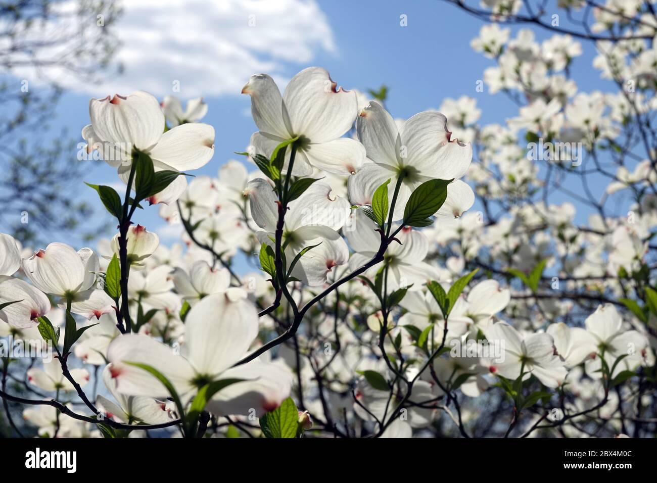 Weißer blühender Dogwood Tree Cornus florida „White Cloud“ Eastern Dogwood Flowers Frühling April blühende Äste in Bloom Against Blue Sky Stockfoto