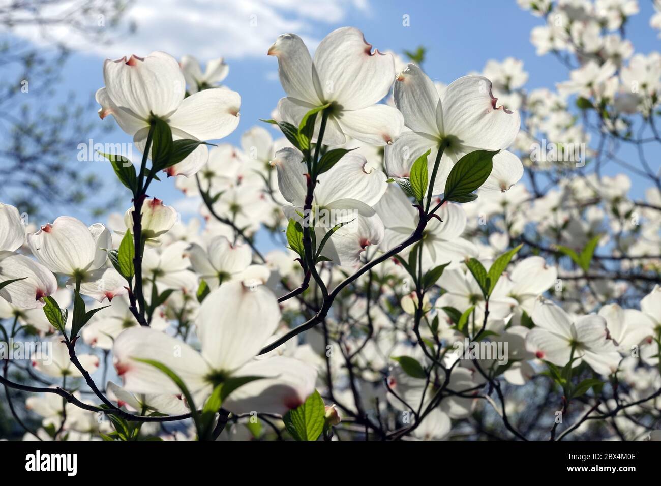 Eastern Dogwood Cornus florida 'White Cloud' April blüht Frühling Blumen Garten blauen Himmel Stockfoto