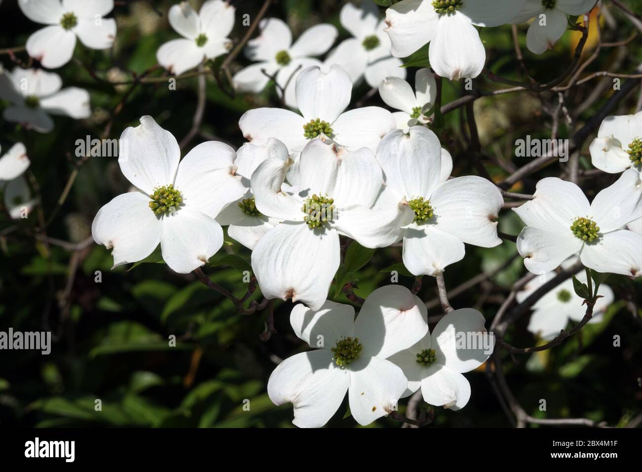 White Dogwood Cornus florida 'White Cloud' Stockfoto