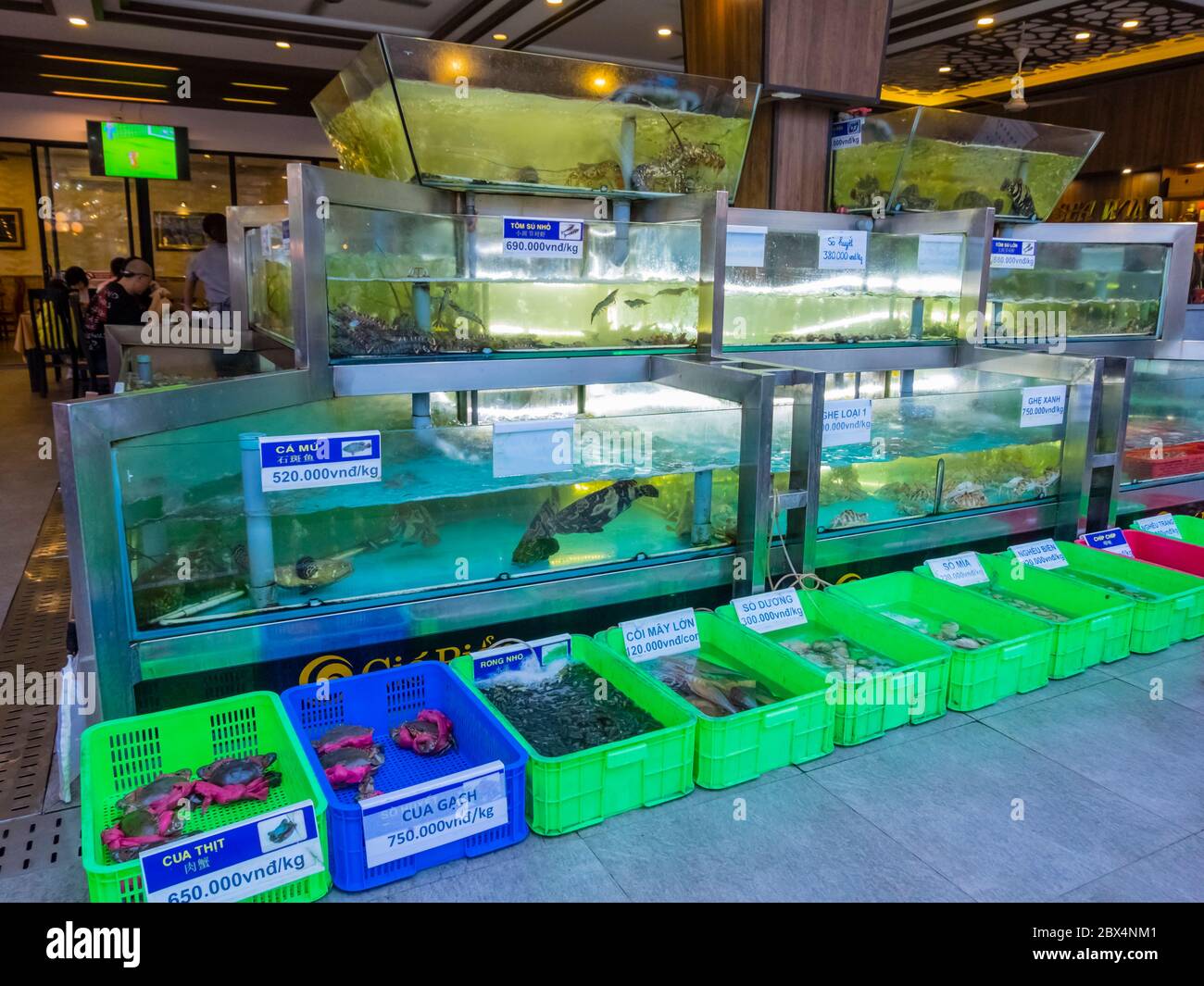 Frische Meeresfrüchte und Fisch in Wassertanks, Seafood Restaurant, Nguyen Van Thoai Street, My Khe District, Danang, Vietnam Stockfoto