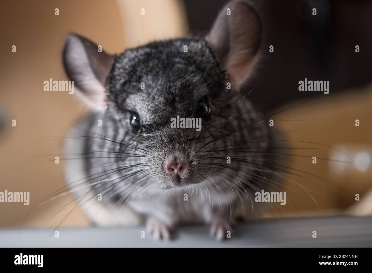 Kleine flauschige Chinchilla in der Tierzucht Stockfoto