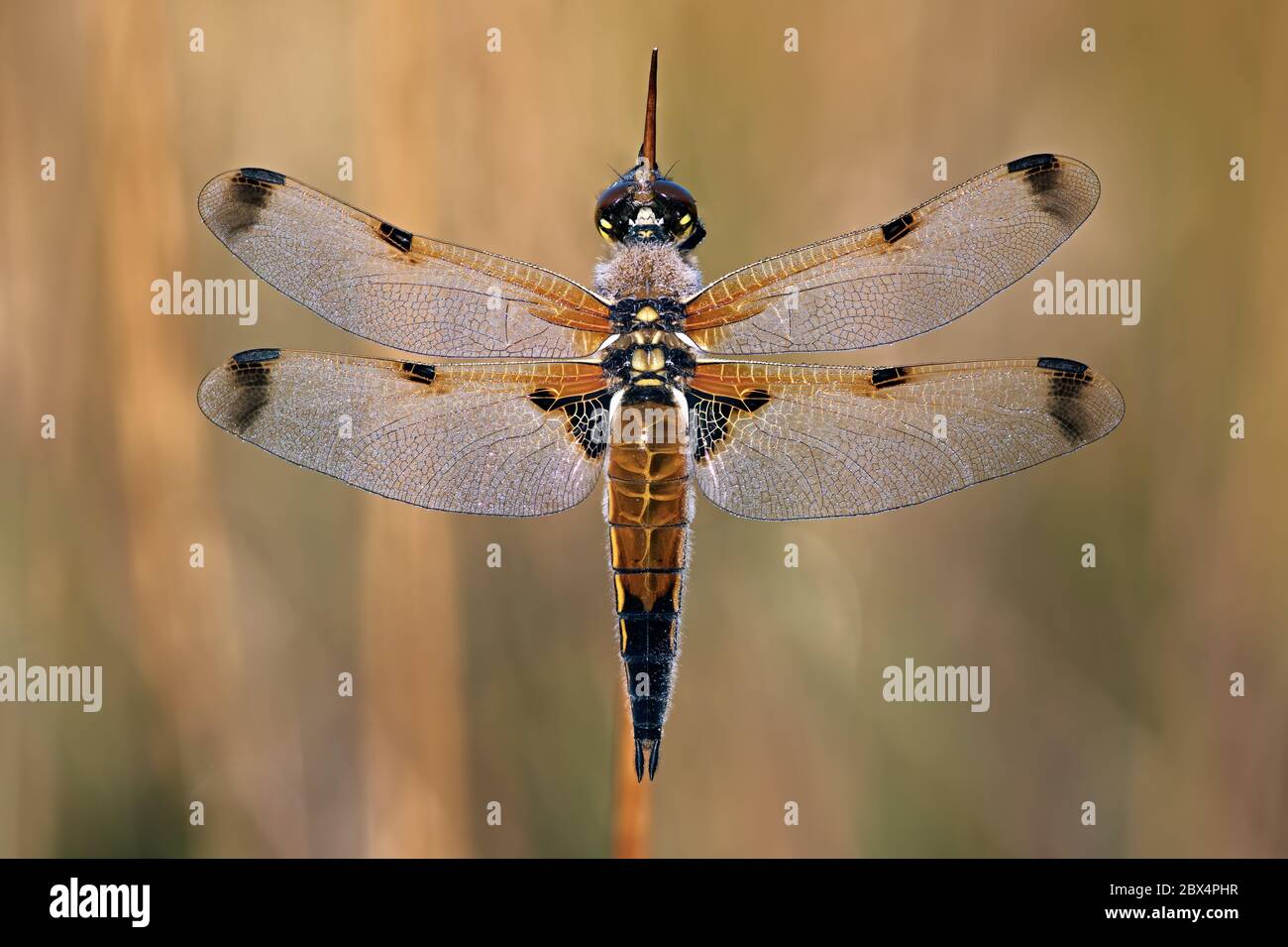 Vier gefleckte Chaser Libellula quadrimaculata, die in den frühen Morgengrauen überzogen ist Stockfoto