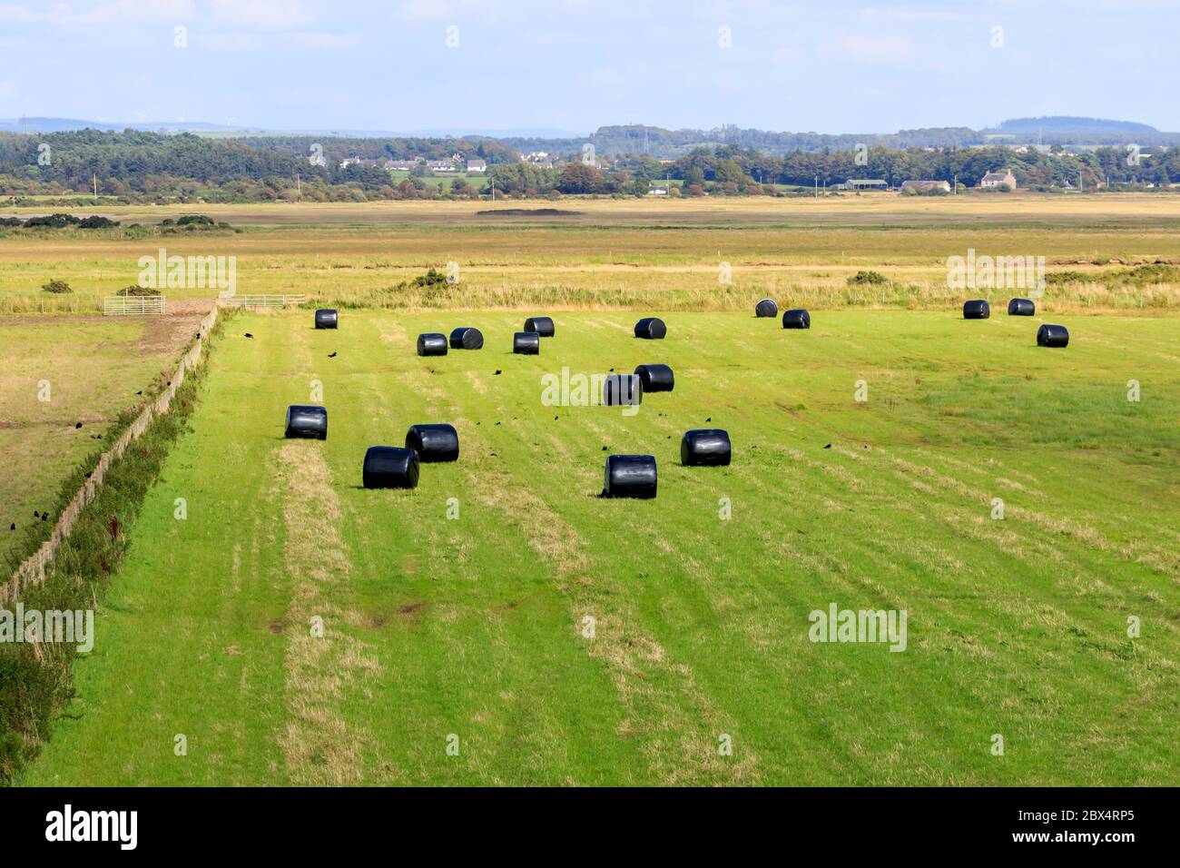 Feld von schwarzen Kunststoff verpackt Ballen von Silage Stockfoto